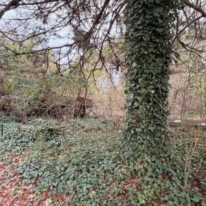 Photo #17 of 35483 WALTER ST, QUINBY, VA 4.1 acres