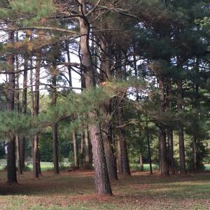 Photo #6 of * AZALEA LN, NEW CHURCH, VA 1.8 acres