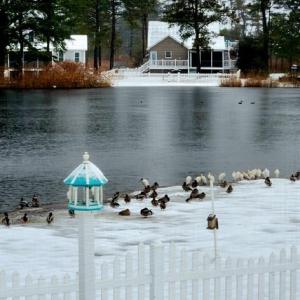 Photo #56 of 5342 HIBISCUS DR, CHINCOTEAGUE, VA 14,544.0 acres