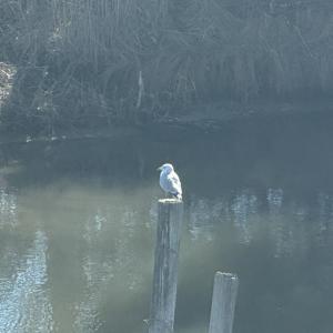 Photo #7 of 1505 BAYFRONT ST, GREENBACKVILLE, VA 0.8 acres