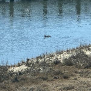 Photo #8 of 1505 BAYFRONT ST, GREENBACKVILLE, VA 0.8 acres