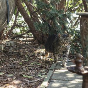 Photo #16 of 6228 CHURCH ST, CHINCOTEAGUE, VA 0.2 acres