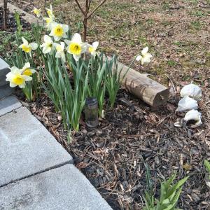 Photo #13 of 35031 ROBIN LN, HORNTOWN, VA 0.2 acres