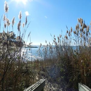 Photo #49 of 4291 PEACEFUL ACRES CT, JAMESVILLE, VA 5.8 acres