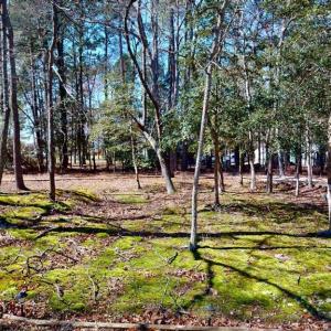 View from front porch.