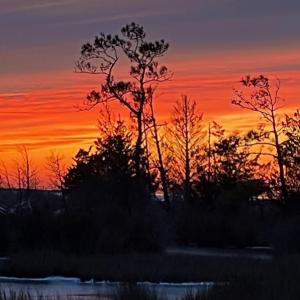 Sunset across the treeline
