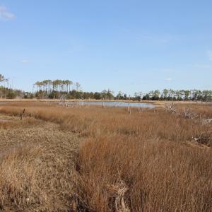 Photo #34 of 14457 BROADWAY RD, ONANCOCK, VA 4.0 acres