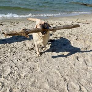 Sandy fetch