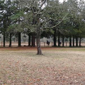 Photo #78 of 7337 BAYSIDE RD, FRANKTOWN, VA 9.5 acres