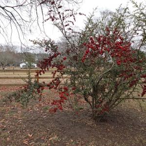 Photo #62 of 7337 BAYSIDE RD, FRANKTOWN, VA 9.5 acres
