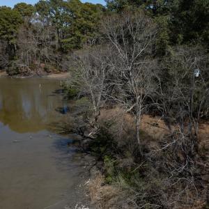 Photo #46 of 4460 MASDEN GUT LANE, MACHIPONGO, VA 6.2 acres