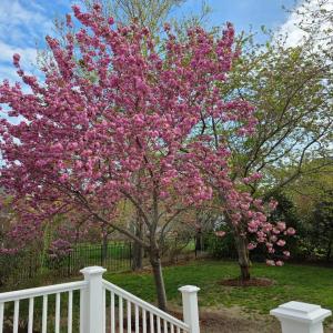 Photo #33 of 201 ARNIE'S LOOP, CAPE CHARLES, VA 0.4 acres