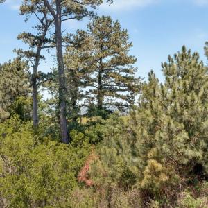 Photo #39 of 5119 BLAKE POINT RD, CHINCOTEAGUE, VA 0.6 acres