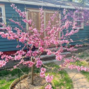 Beautiful Landscaping