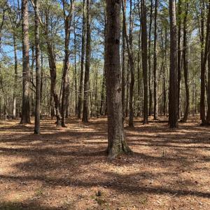 Photo #5 of 8175 DENWOOD RD, FRANKTOWN, VA 9.3 acres