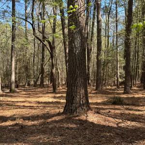 Photo #6 of 8175 DENWOOD RD, FRANKTOWN, VA 9.3 acres