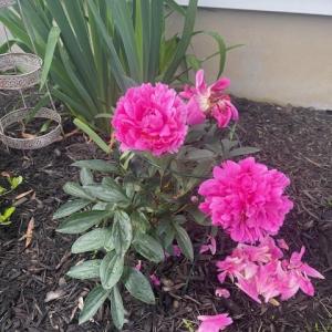 Photo #50 of 16 JOHNSON STREET, ONANCOCK, VA 0.3 acres