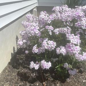 Photo #54 of 16 JOHNSON STREET, ONANCOCK, VA 0.3 acres