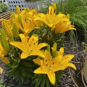 Photo #55 of 16 JOHNSON STREET, ONANCOCK, VA 0.3 acres