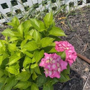 Photo #56 of 16 JOHNSON STREET, ONANCOCK, VA 0.3 acres