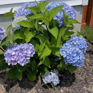 Photo #58 of 16 JOHNSON STREET, ONANCOCK, VA 0.3 acres