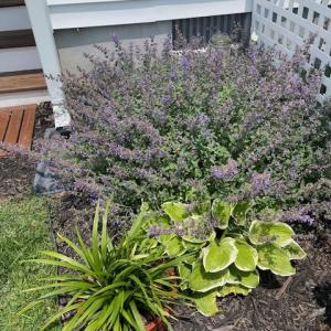 Photo #59 of 16 JOHNSON STREET, ONANCOCK, VA 0.3 acres