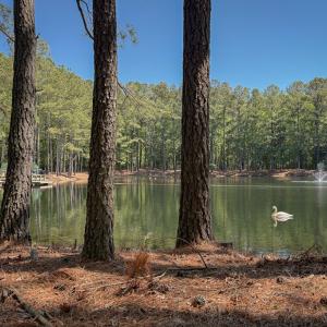 Photo #48 of 15589 COUNTY LINE RD, BELLE HAVEN, VA 7.2 acres