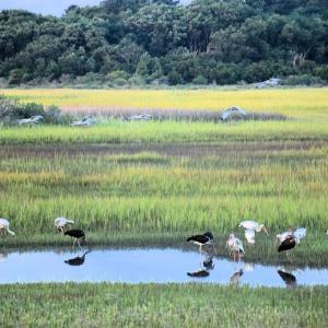 Photo #67 of 15589 COUNTY LINE RD, BELLE HAVEN, VA 7.2 acres