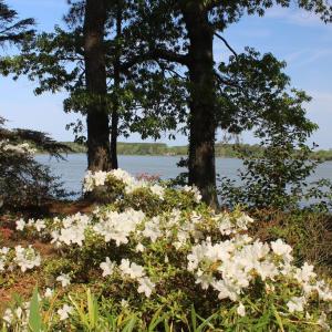 Azaleas abound!