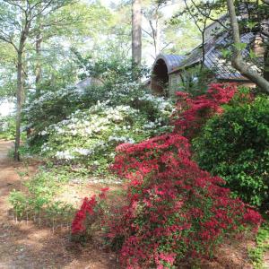 More azaleas