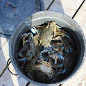 Crabs., In Virginia residents may deplot a number of crab pots from their dock with a permit!