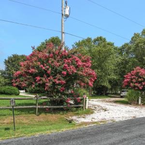 Photo #4 of 25367 MESSONGO RD, TEMPERANCEVILLE, VA 41.0 acres
