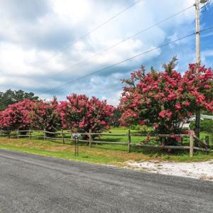 Photo #74 of 25367 MESSONGO RD, TEMPERANCEVILLE, VA 41.0 acres