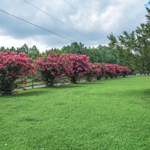 Photo #78 of 25367 MESSONGO RD, TEMPERANCEVILLE, VA 41.0 acres