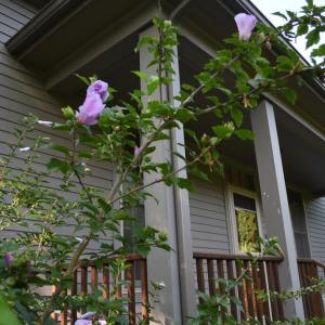 Front Porch w/ Rose of Sharon