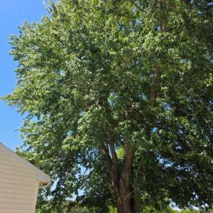 Photo #53 of 26030 CIRCLE DR, BLOXOM, VA 0.5 acres