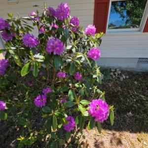 Photo #57 of 26030 CIRCLE DR, BLOXOM, VA 0.5 acres