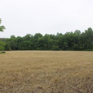 view towards house from property line