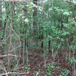 view of the woods
