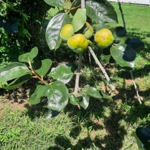 Persimmons
