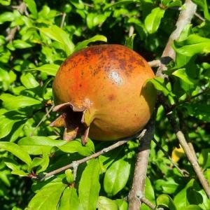 Pomegranates
