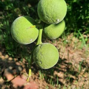 Hardy oranges
