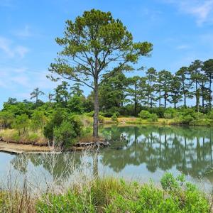 Photo #46 of 2598 CHERRYSTONE RD, CAPE CHARLES, VA 94.0 acres