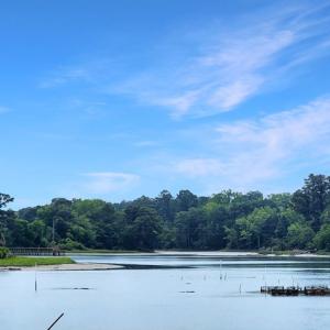 Photo #6 of 2598 CHERRYSTONE RD, CAPE CHARLES, VA 94.0 acres