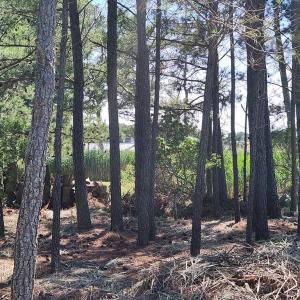 Photo #43 of 5275 WOODLAND DR, CHINCOTEAGUE, VA 2.4 acres
