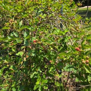 Photo #29 of 7781 SEASIDE RD, NASSAWADOX, VA 0.7 acres