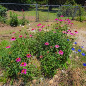 Photo #30 of 7781 SEASIDE RD, NASSAWADOX, VA 0.7 acres