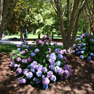 Artful Crepe Myrtle and Hydrangea mix