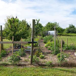Vegetable Garden