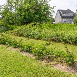 Gardens